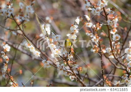 梅花和梅佐 63411885