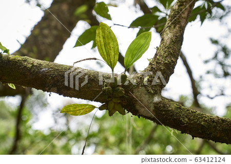 Beautiful lanscape nature in Thailand Beautiful lanscape nature in Thailand 63412124
