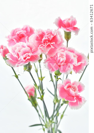 Carnation (flowers, mother's day). 63412671