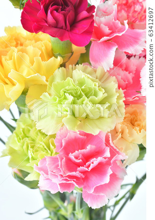 康乃馨（鮮花，母親節）。 63412697