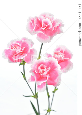 Carnation (flowers, mother's day). Carnation (flowers, mother's day). 63412731