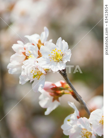 春天的形象（櫻花） 63413654