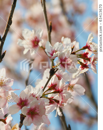 Spring image (Sakura flower) Spring image (Sakura flower) 63413670