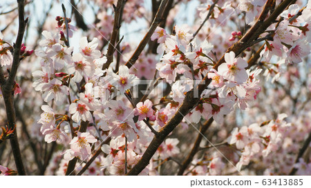 Spring image (Sakura flower) 63413885
