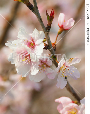 春天的形象(櫻花) 春天的形象(櫻花) 63413891