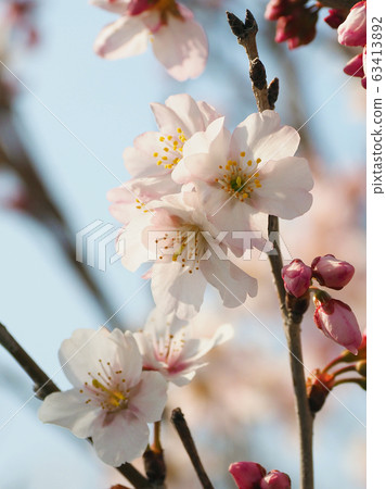 春天的形象（櫻花） 63413892