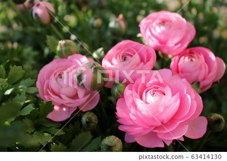 Ranunculus 63414130