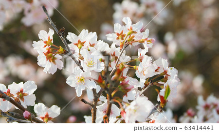 春天的形象(櫻花) 春天的形象(櫻花) 63414441