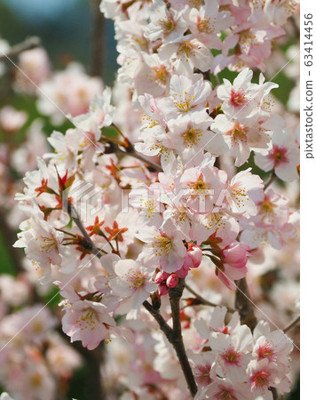 Spring image (Sakura flower) Spring image (Sakura flower) 63414456