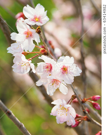 Spring image (Sakura flower) Spring image (Sakura flower) 63414982