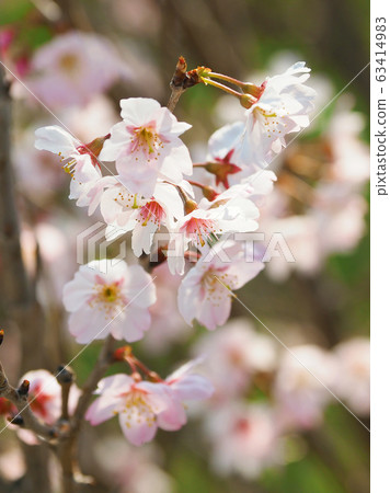 Spring image (Sakura flower) Spring image (Sakura flower) 63414983