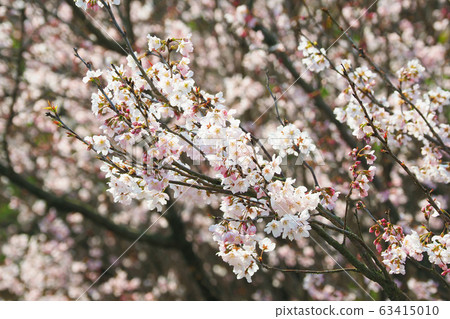 Spring image (Sakura flower) Spring image (Sakura flower) 63415010