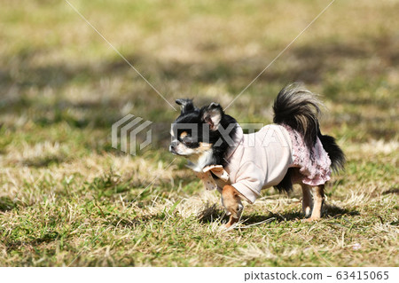 Long coat Chihuahua in costume Long coat Chihuahua in costume 63415065