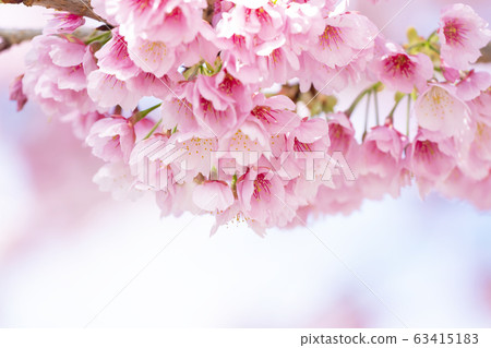 櫻花了 櫻花了 63415183