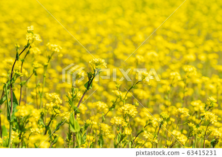 Field of rapeseed at the summit of Tokyo, Hachioji City, Komiya Park, Mount Hyodotori 63415231