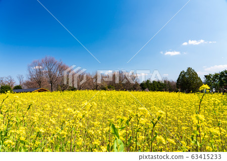 東京，八王子市，小宮公園，m鳥山頂的油菜田 63415233