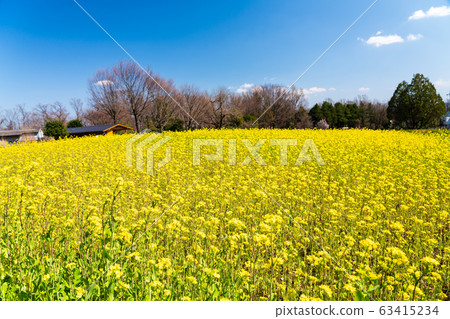 Field of rapeseed at the summit of Tokyo, Hachioji City, Komiya Park, Mount Hyodotori 63415234