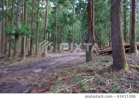 Forest bathing 63415306