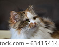 Cat IMG_5774 63415414