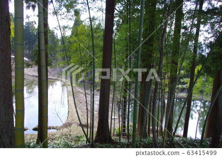 Forest bathing 63415499