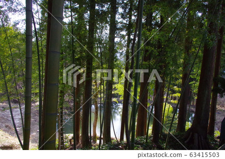 Forest bathing 63415503