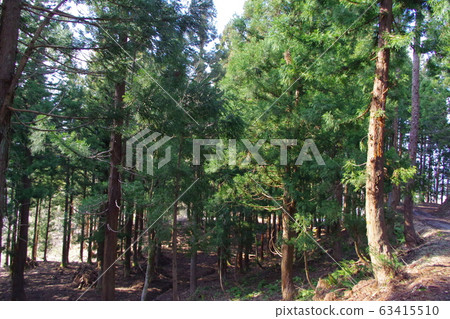 Forest bathing 63415510