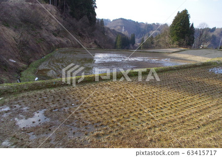水稻梯田 63415717