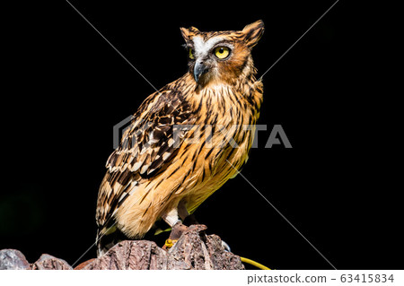 Malay worm owl 63415834