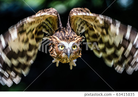 Malay worm owl 63415835