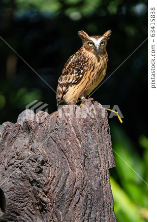 Malay worm owl 63415838