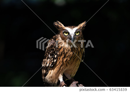 Malay worm owl 63415839
