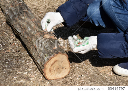 Shiitake mushroom beating 63416797