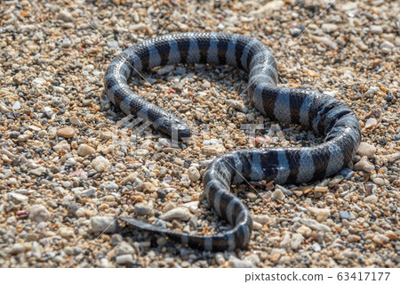 Sea snake on the shore 63417177