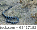 Sea snake on the shore 63417182