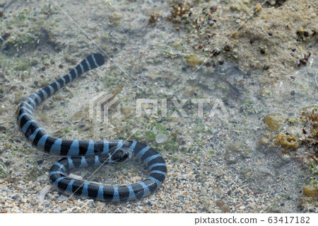 Sea snake on the shore Sea snake on the shore 63417182