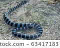 Sea snake on the shore 63417183