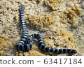 Sea snake on the shore 63417184