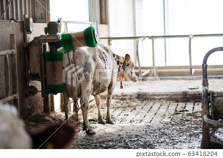 Cow using back scratcher on diary farm, agriculture industry. Cow using back scratcher on diary farm, agriculture industry. 63418204
