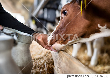 Unrecognizable worker feeding cows on diary farm, agriculture industry. 63418252