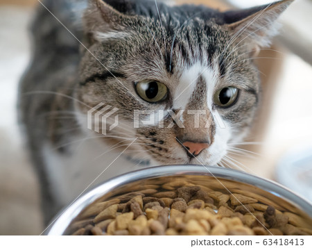 貓吃食物 貓吃食物 63418413