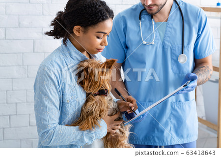 African American client holding Yorkshire terrier dog and vet doctor in animal hospital African American client holding Yorkshire terrier dog and vet doctor in animal hospital 63418643