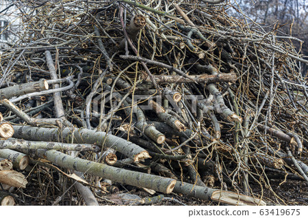 wood tree branches lie on the ground. tree branches close-up 63419675