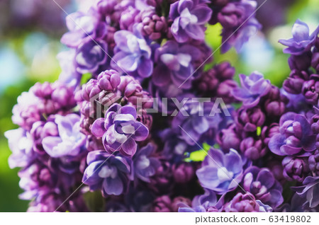 Bright spring flower background. Bright spring flower background. 63419802