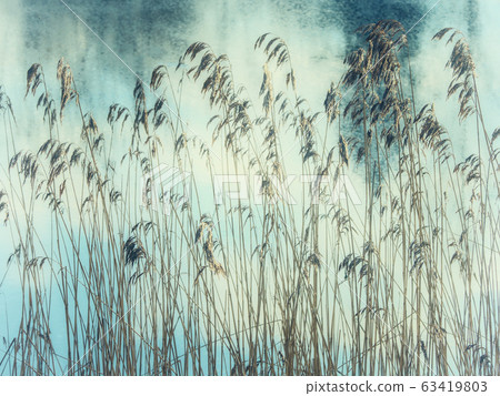 Colored natural background with coastal grass Colored natural background with coastal grass 63419803