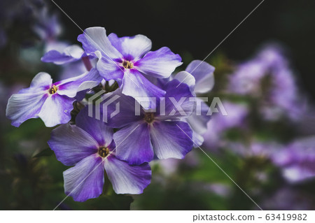 Autumn Phlox pattern. Artistic background.  63419982