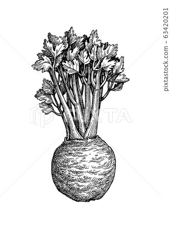 Ink sketch of celery Ink sketch of celery 63420201