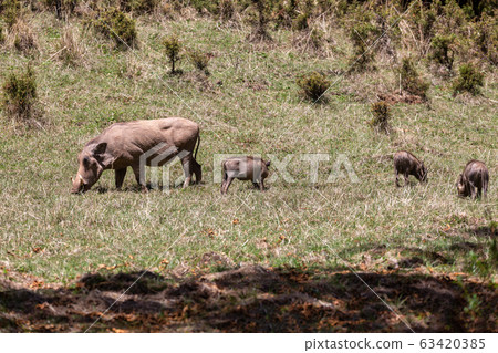 Warthog family with baby piglets, Ethiopia Warthog family with baby piglets, Ethiopia 63420385