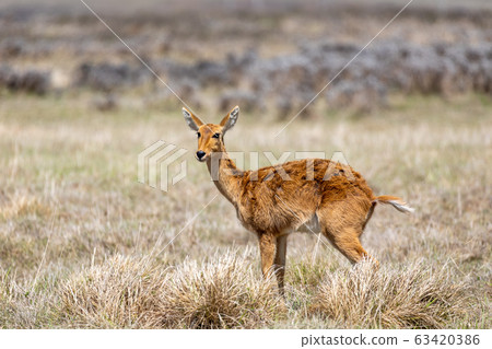 antelope Bohor reedbuck, Bale mountain, Ethiopia antelope Bohor reedbuck, Bale mountain, Ethiopia 63420386