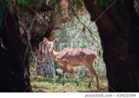 endemic Mountain Nyala in ale mountains Ethiopia endemic Mountain Nyala in ale mountains Ethiopia 63420394