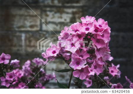 Autumn Phlox pattern. Artistic background. Autumn Phlox pattern. Artistic background. 63420456